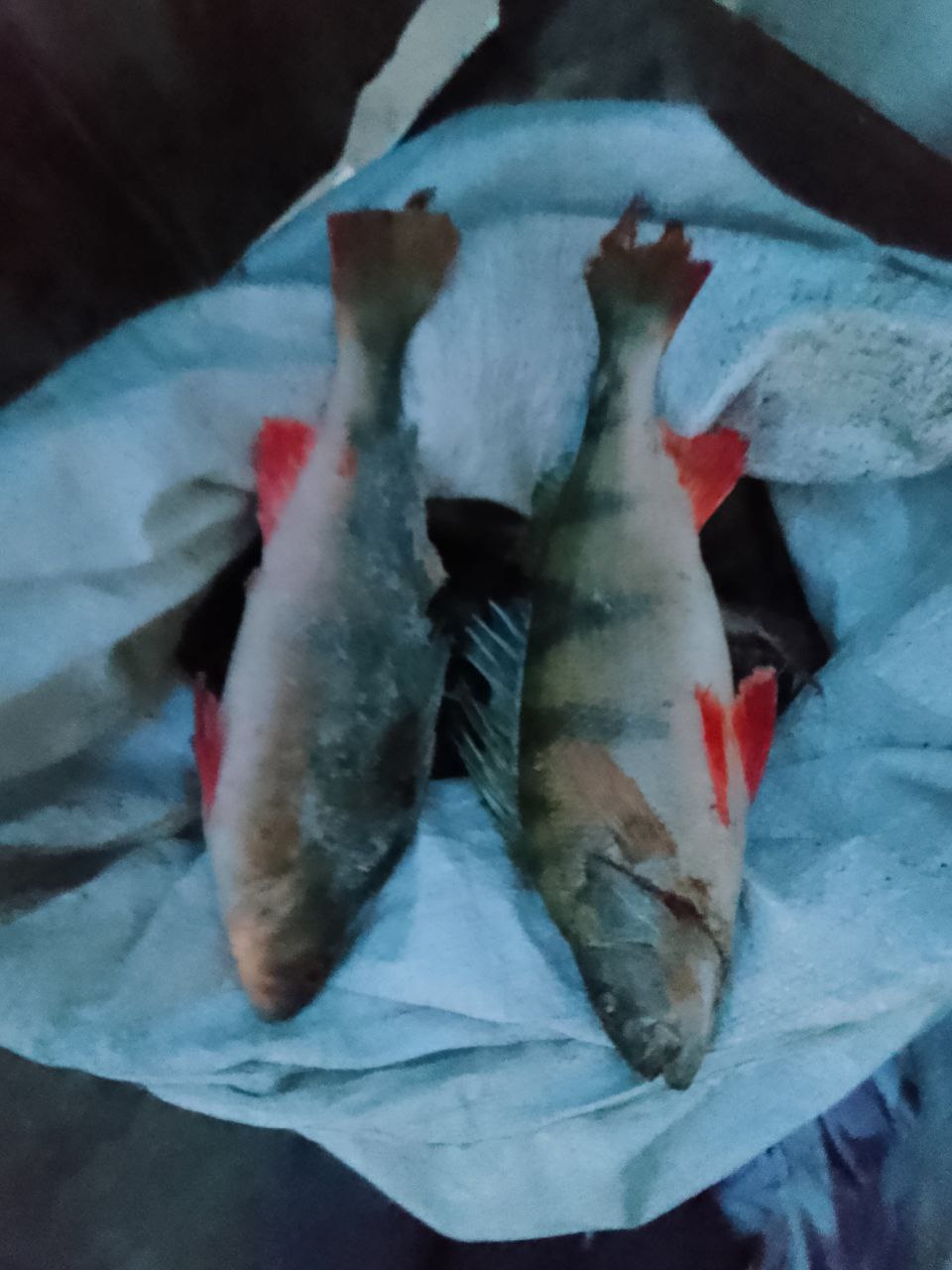 Продам рыбу окунь с севера - частное объявление в Чита