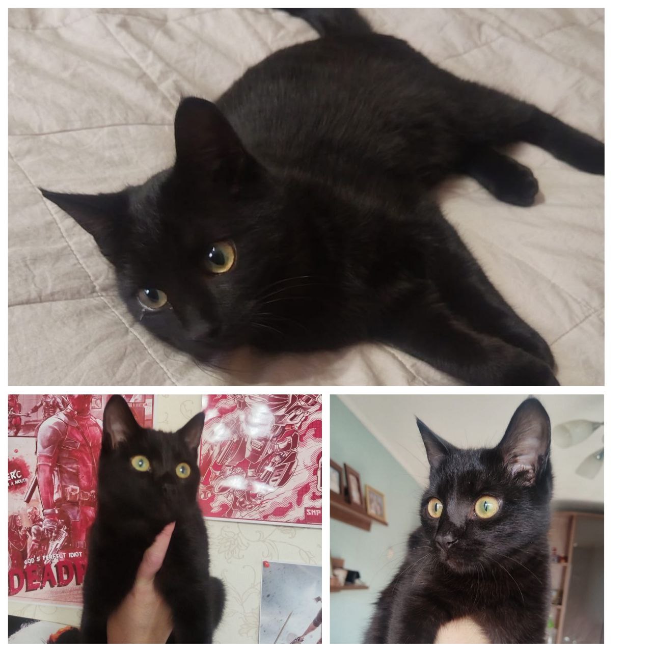 Ищем добрые руки для котенка - Животные в Чита