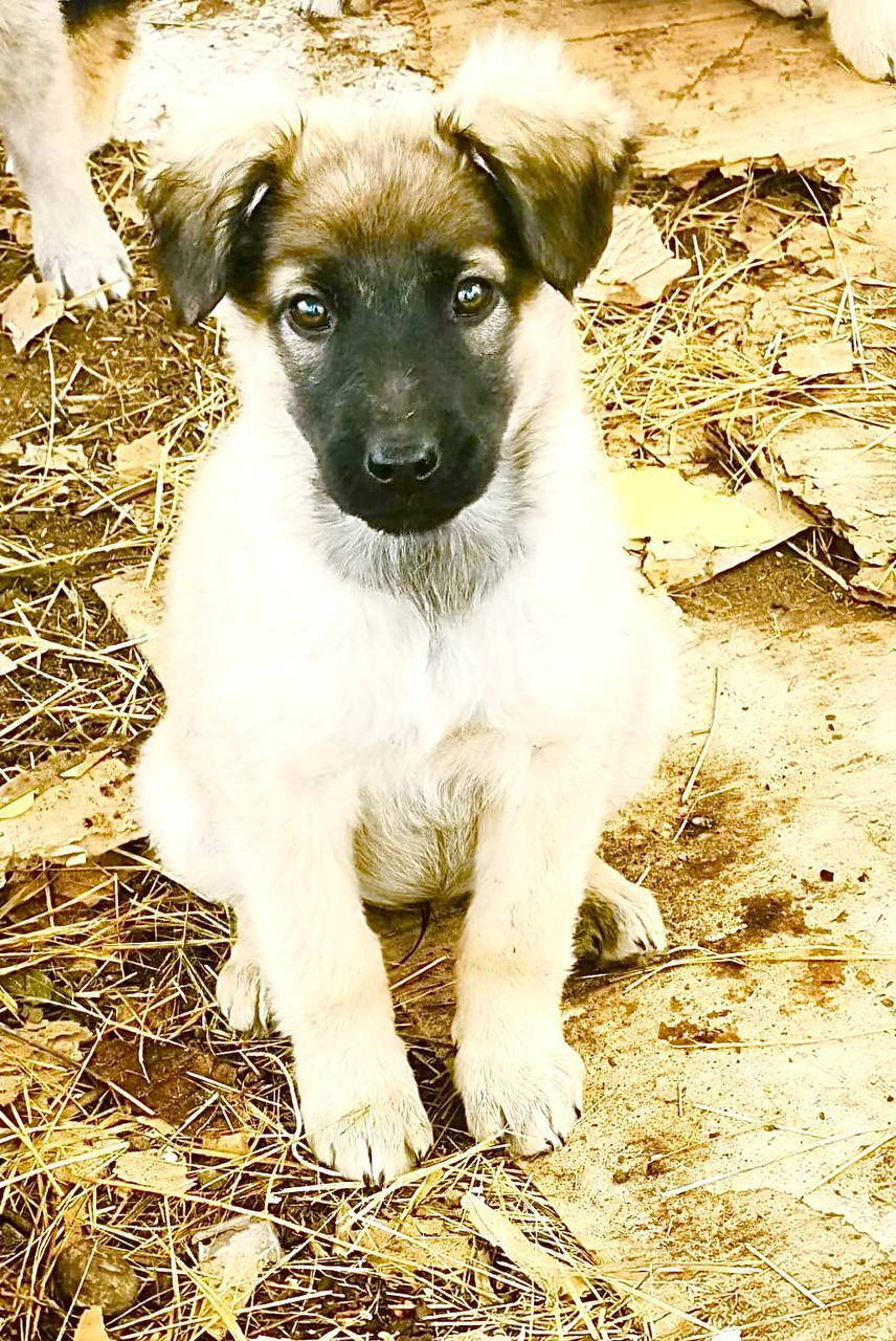 Щенок ищет дом - Животные в Чита