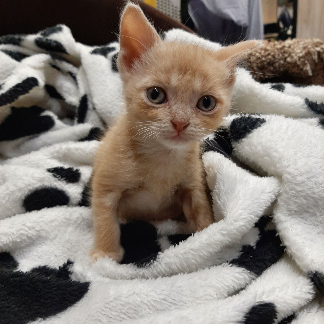 ЗаМУРчательный жизнерадостный котенок - Животные в Чита