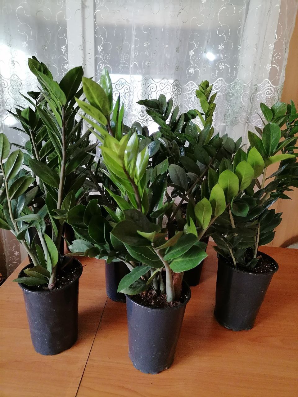 Продам замиокулькас - Хобби и отдых в Чита