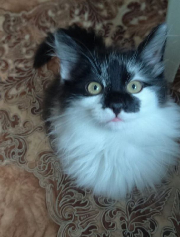 Отдаем котика в добрую семью - Животные в Чита