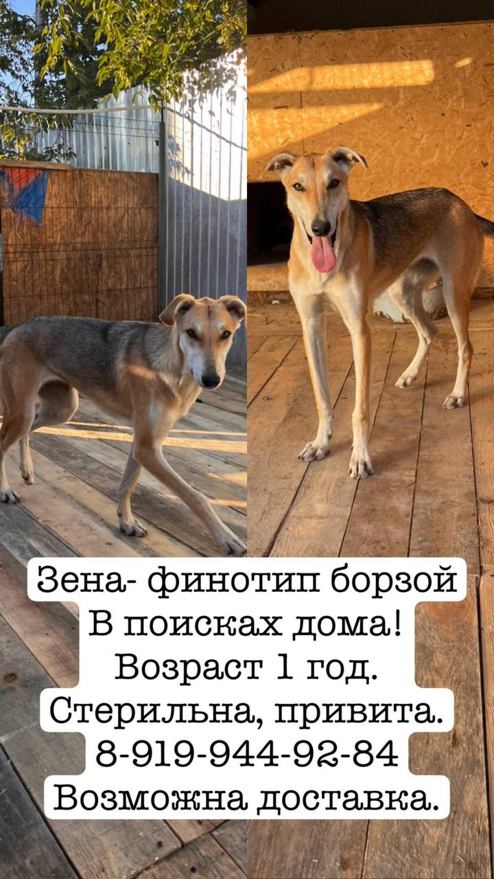 Отлично ладит с сородичами - Животные в Тюмень