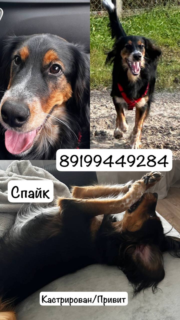 Спайки дружелюбный игривый мальчик - частное объявление в Тюмень