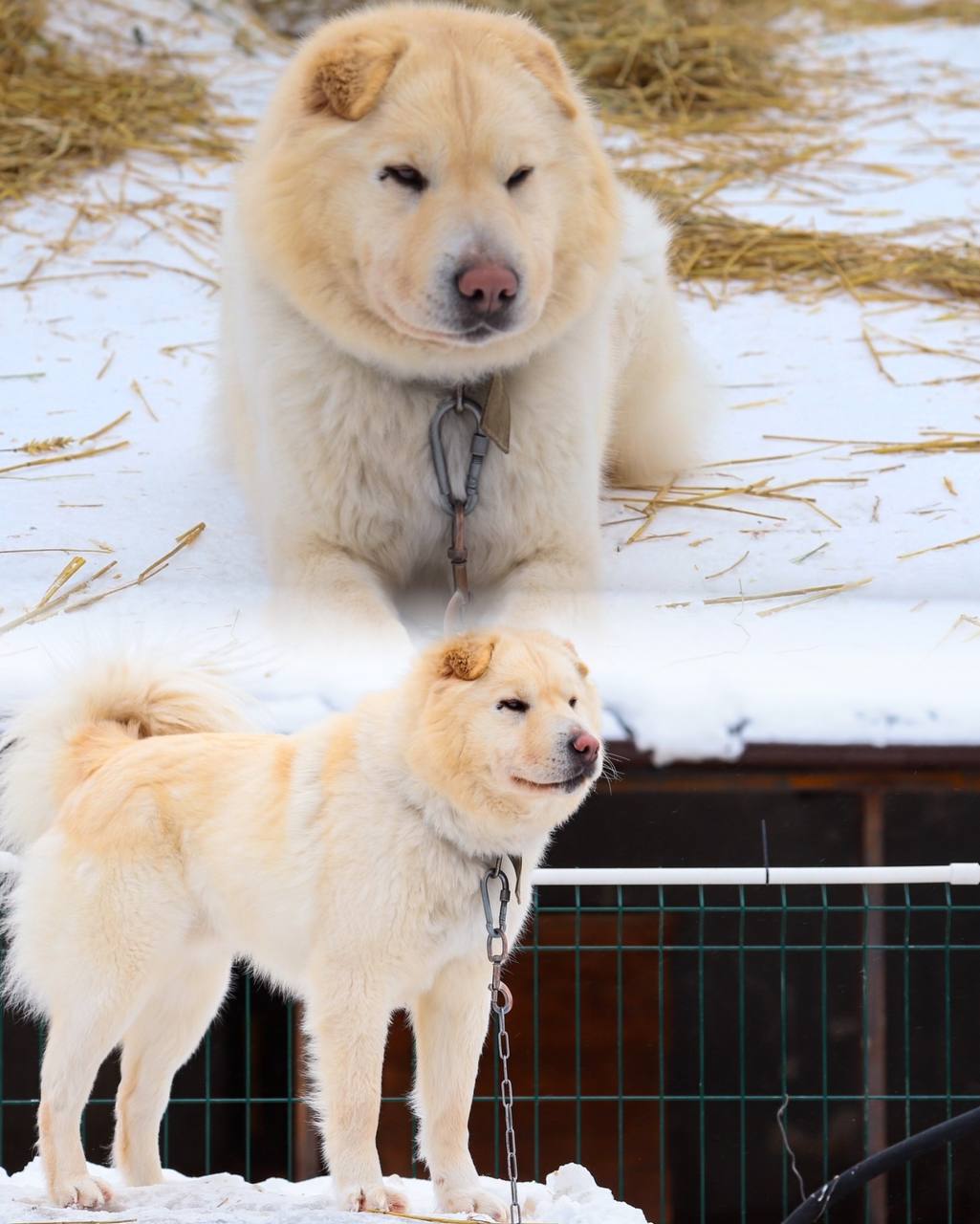 Фенотип Шарпея - Животные в Тюмень