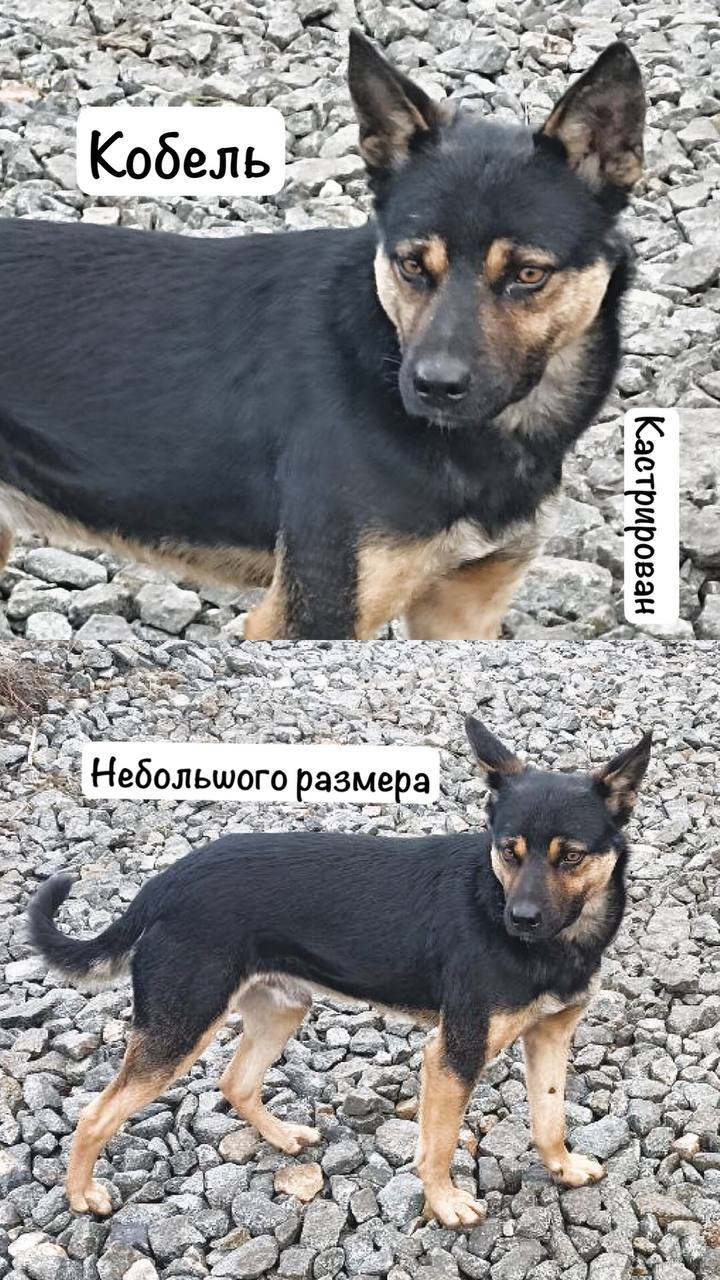 Кобель Рэкс - Животные в Тюмень