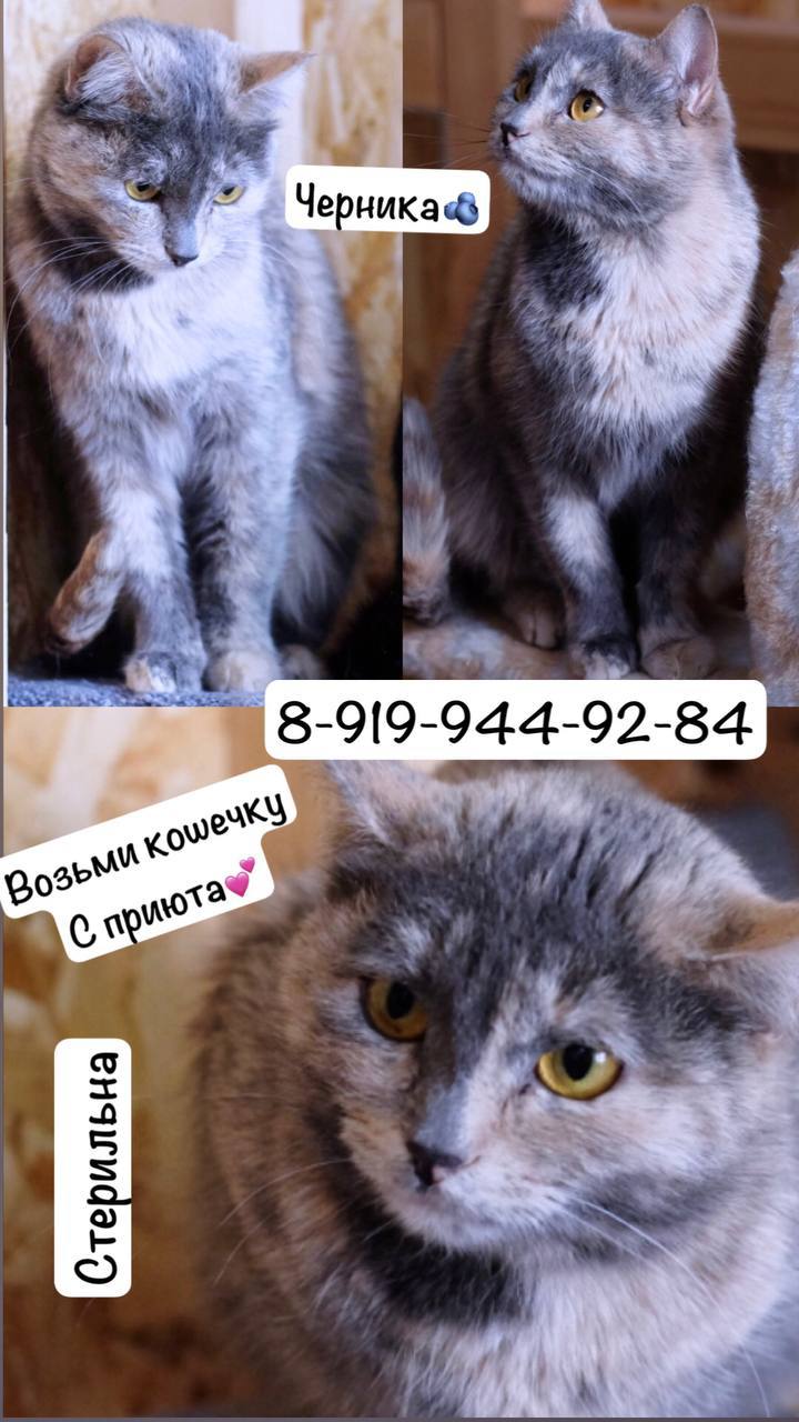 Молодая кошечка ищет дом - Животные в Тюмень