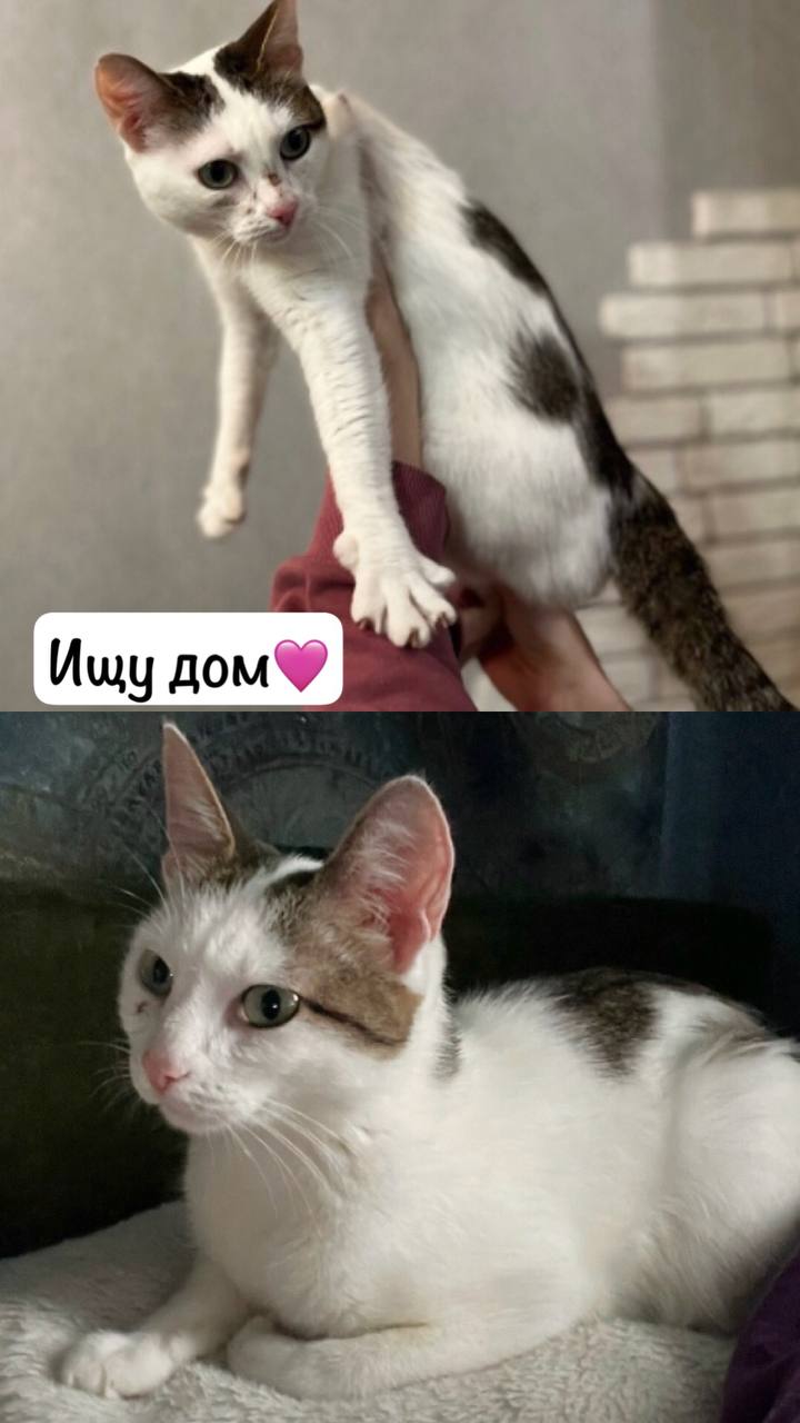 Кошечка в поисках дома - Животные в Тюмень