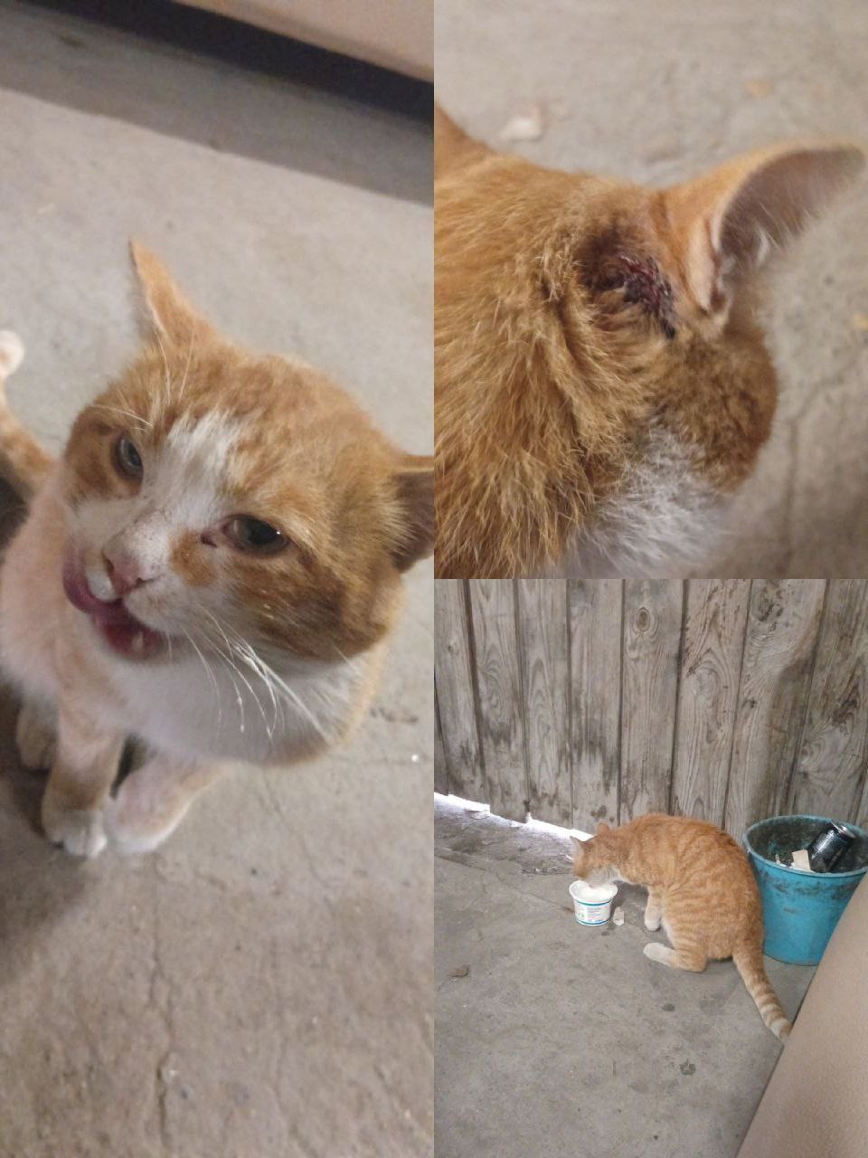 Кот в цеху на Чекистов 38 - Животные в Тюмень