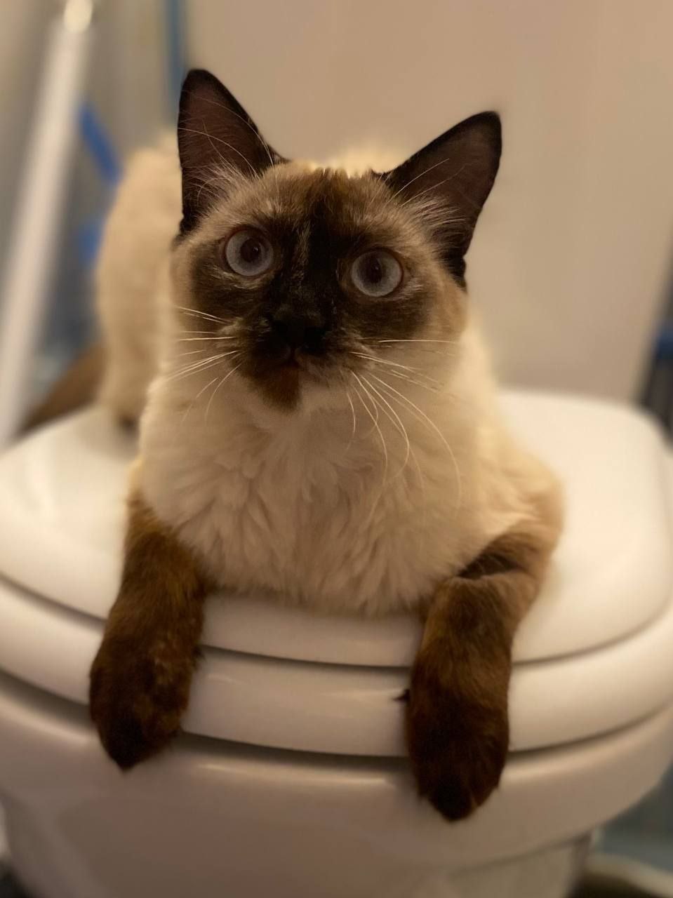 Кошечка Луна ищет новый дом - Животные в Тюмень