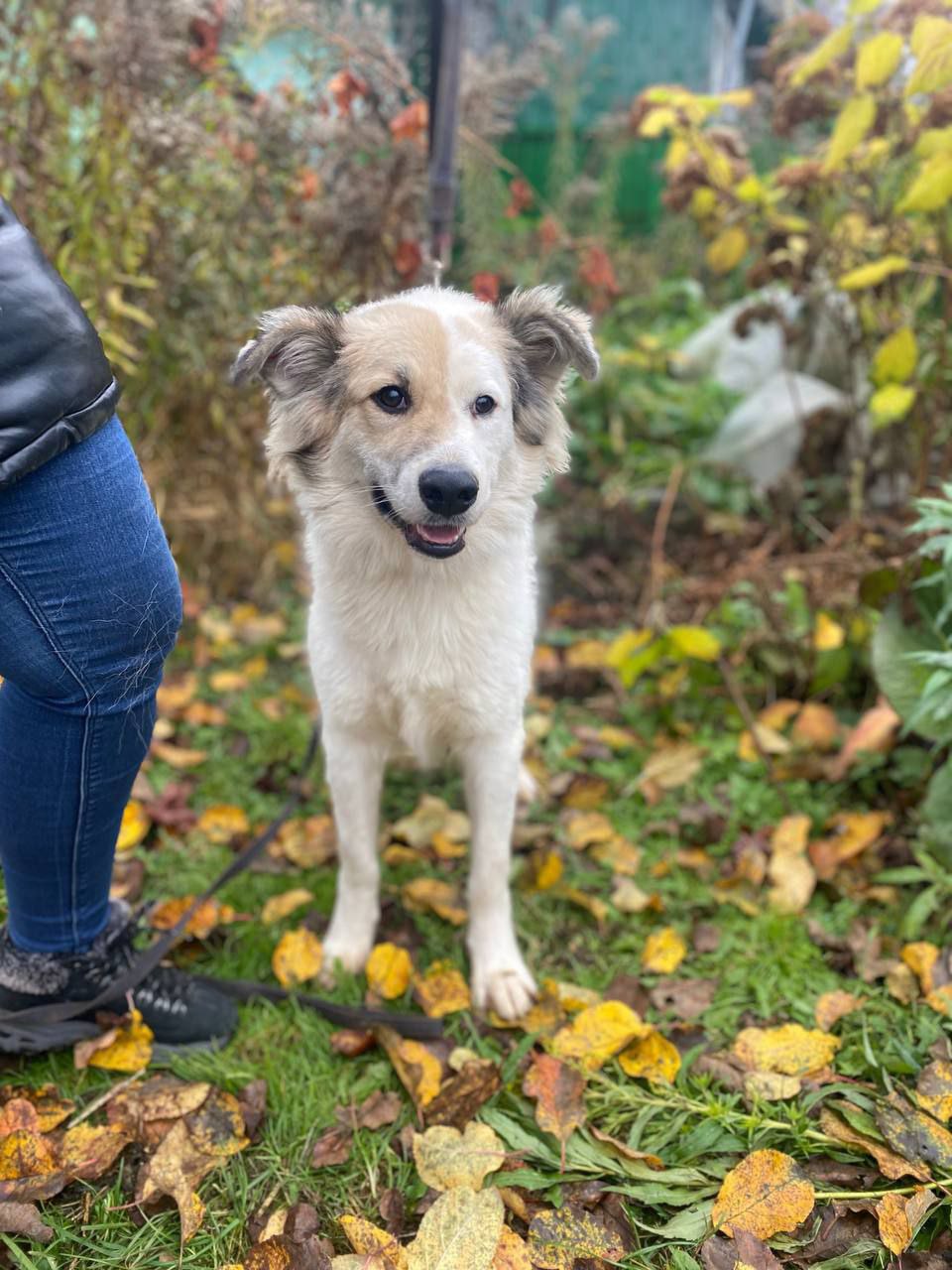 Ищет дом и семью Бим - Животные в Нижний Новгород