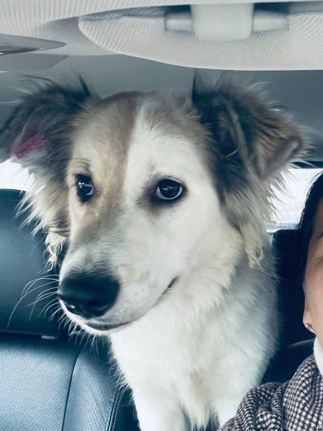 Ищет дом и семью Бим - Животные в Нижний Новгород - фото 2