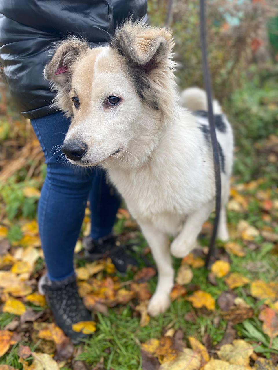 Ищет дом и семью Бим - Животные в Нижний Новгород - фото 3