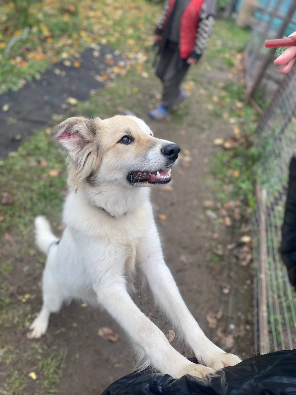 Ищет дом и семью Бим - Животные в Нижний Новгород - фото 4