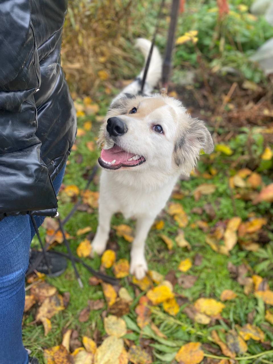 Ищет дом и семью Бим - Животные в Нижний Новгород - фото 5