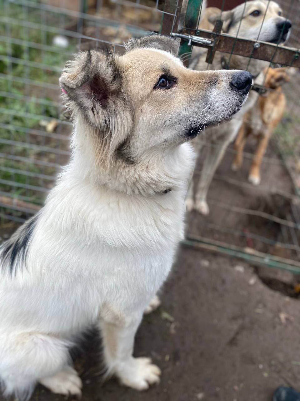 Ищет дом и семью Бим - Животные в Нижний Новгород - фото 6