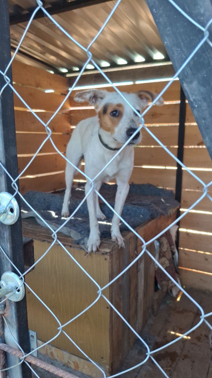 Арчи ищет дом - Животные в Нижний Новгород