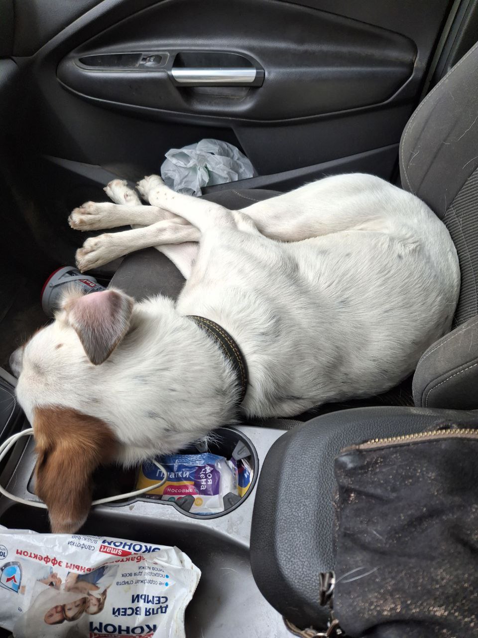 Арчи ищет дом - Животные в Нижний Новгород - фото 2