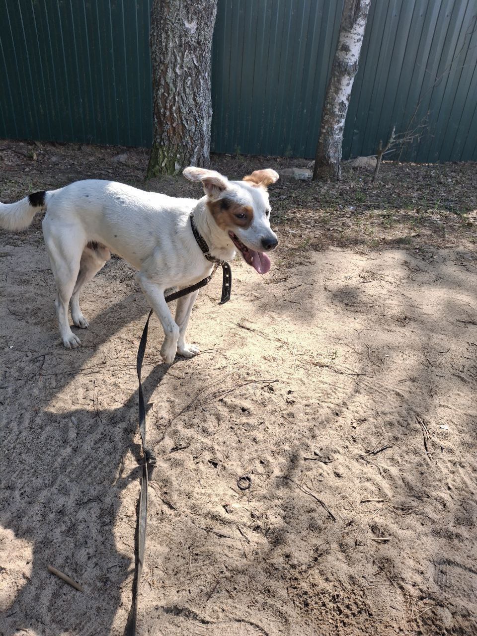 Арчи ищет дом - Животные в Нижний Новгород - фото 3