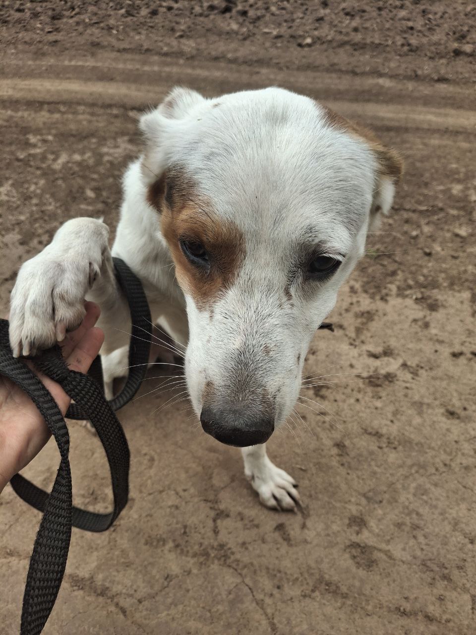 Арчи ищет дом - Животные в Нижний Новгород - фото 4