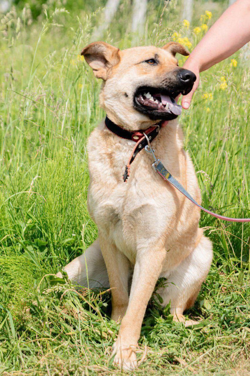Тайсон ищет дом и семью - частное объявление в Нижний Новгород