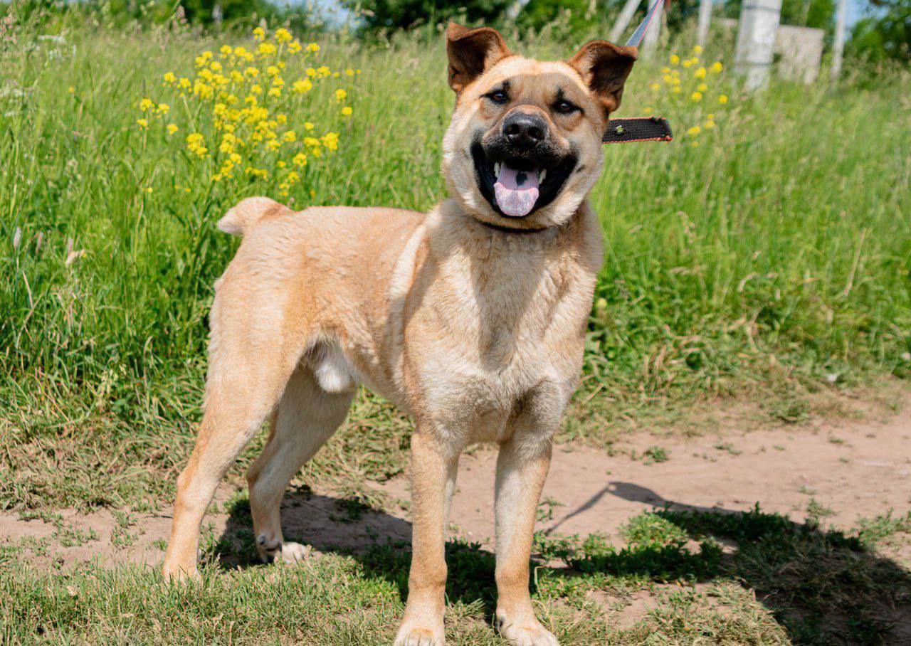 Тайсон ищет дом и семью - Животные в Нижний Новгород - фото 4