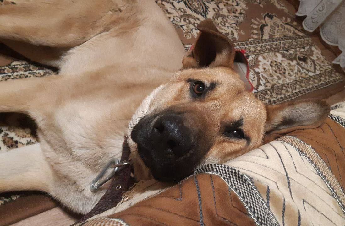 Тайсон ищет дом и семью - Животные в Нижний Новгород - фото 6