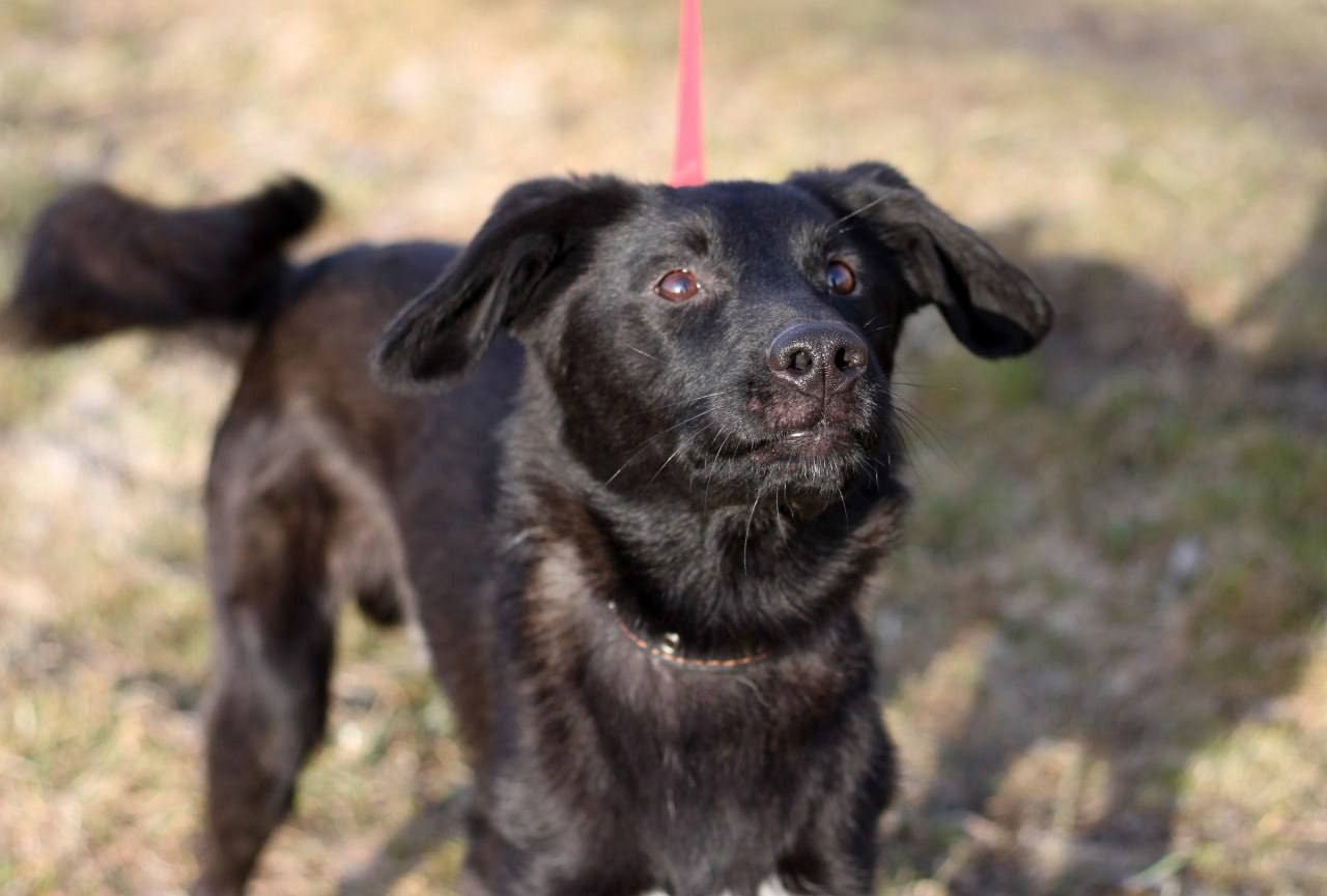 Ищет дом и семью Даймонд - частное объявление в Нижний Новгород