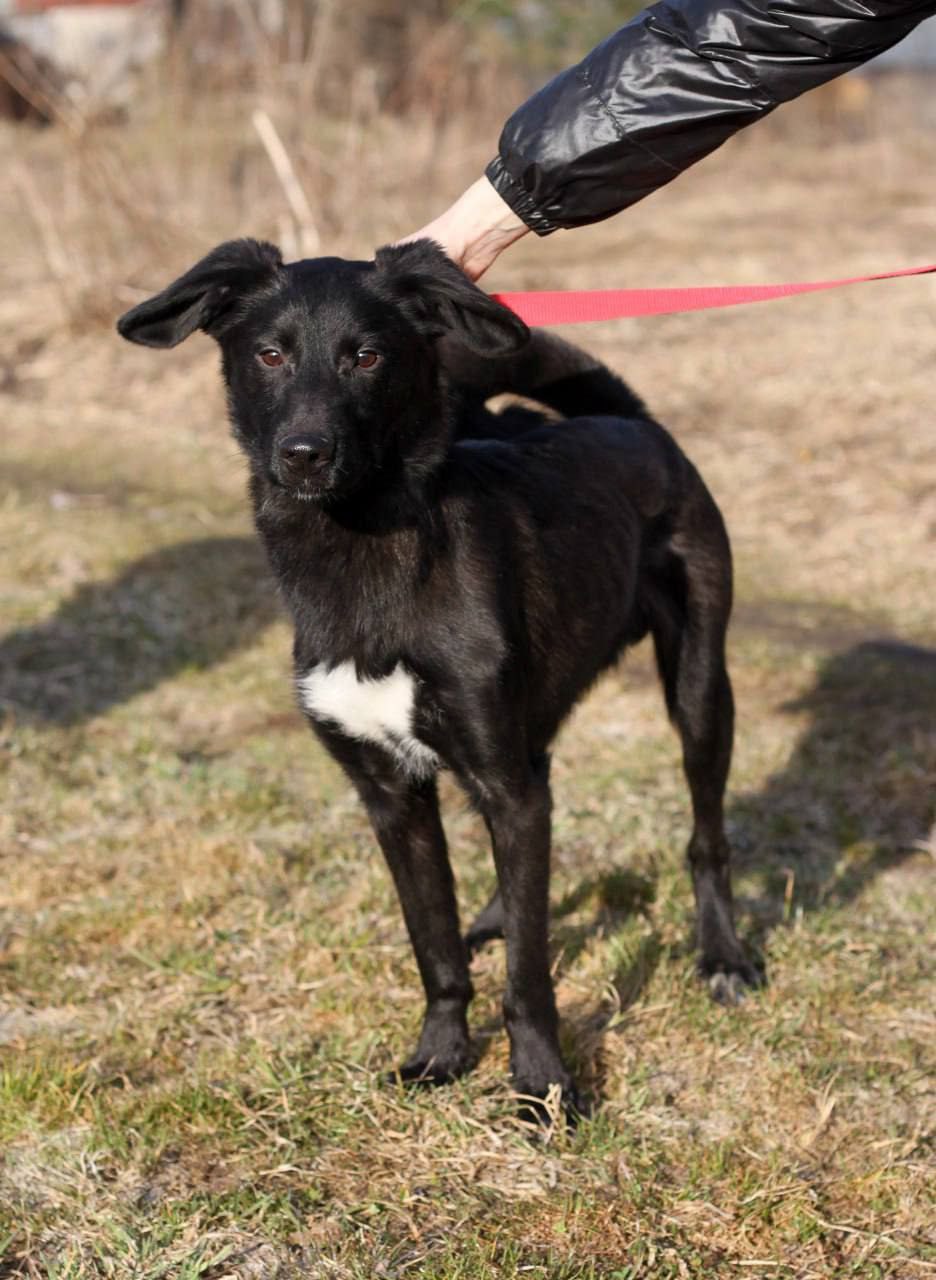 Ищет дом и семью Даймонд - Животные в Нижний Новгород - фото 4