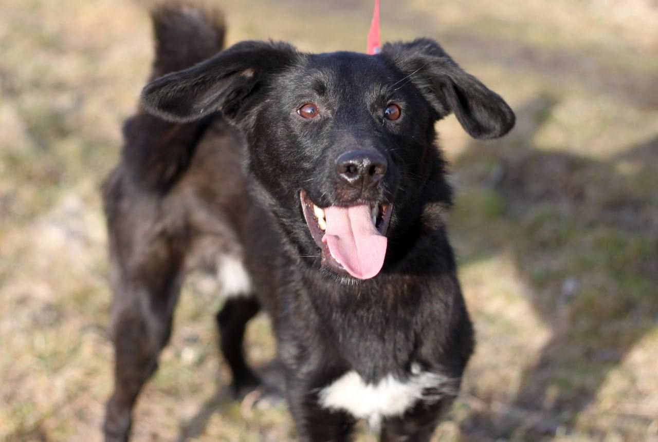 Ищет дом и семью Даймонд - Животные в Нижний Новгород - фото 5