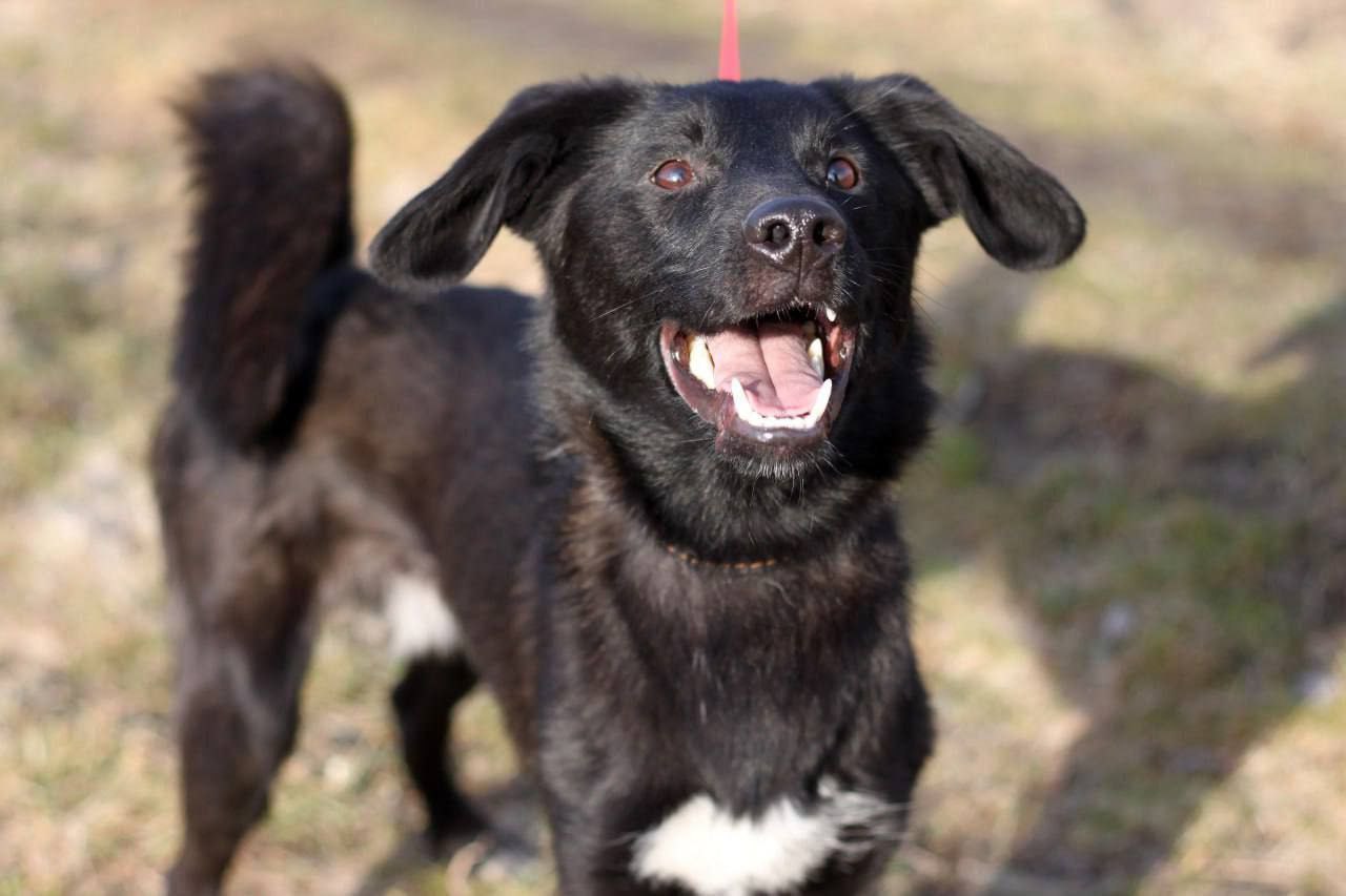 Ищет дом и семью Даймонд - Животные в Нижний Новгород - фото 6