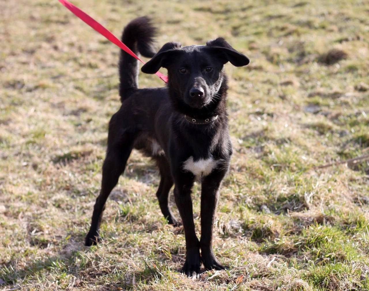 Ищет дом и семью Даймонд - Животные в Нижний Новгород - фото 7