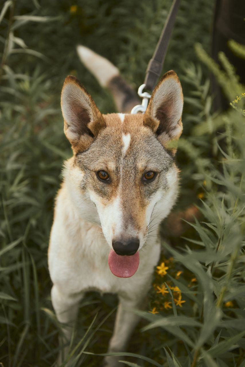 Лис ищет дом - частное объявление в Нижний Новгород