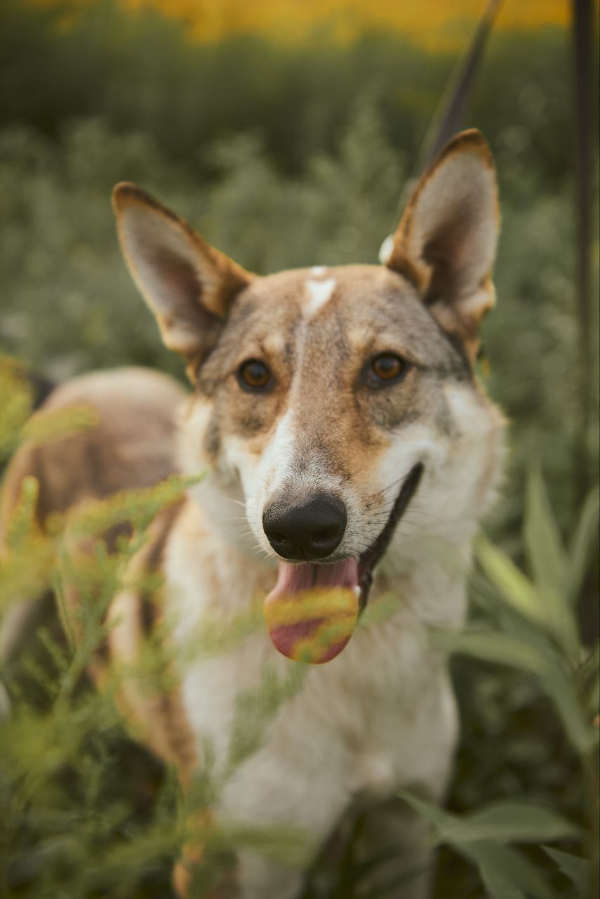 Лис ищет дом - Животные в Нижний Новгород - фото 3