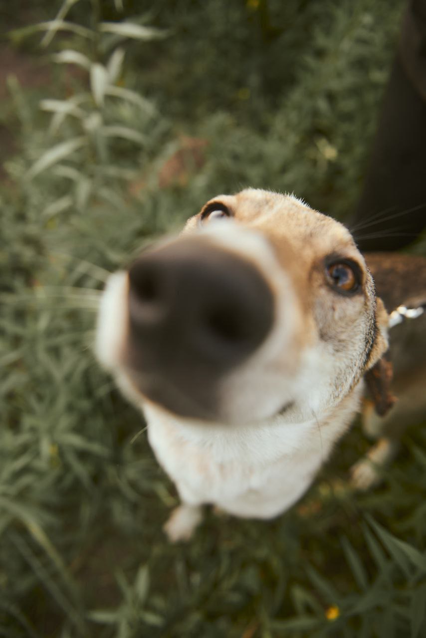 Лис ищет дом - Животные в Нижний Новгород - фото 4