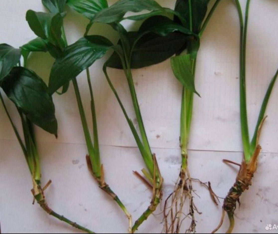 Продам женское счастье - Хобби и отдых в Балашиха