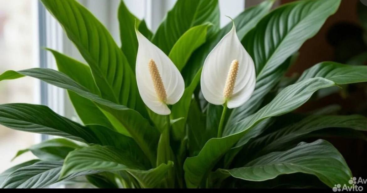 Продам женское счастье - Хобби и отдых в Балашиха - фото 3