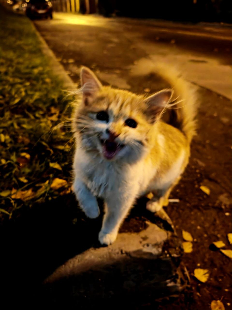 Кошечка Рыжуля ищет семью - Животные в Балашиха - фото 3