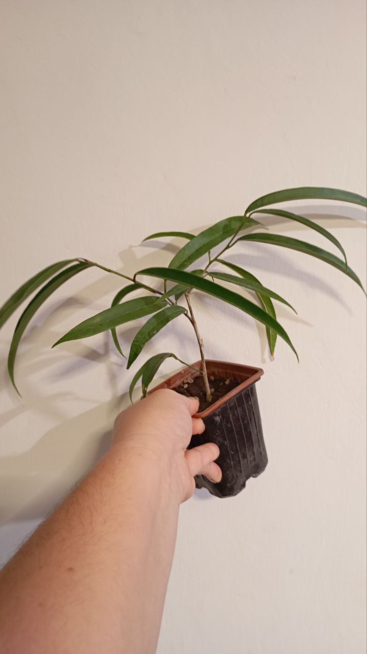 Фикус Али - Хобби и отдых в Краснодар