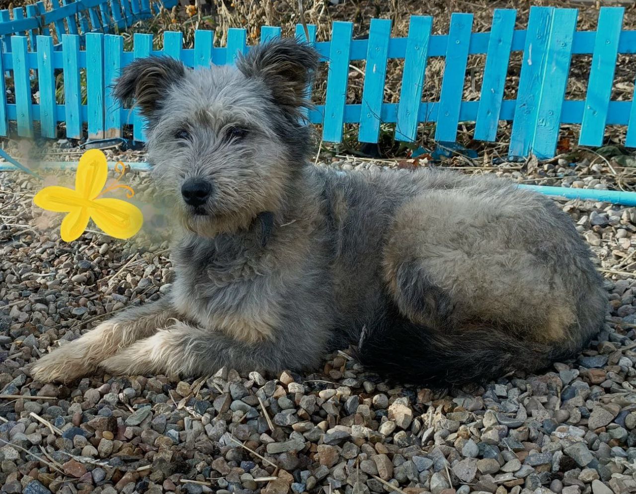 Маленькая собачка в дар - Животные в Иркутск