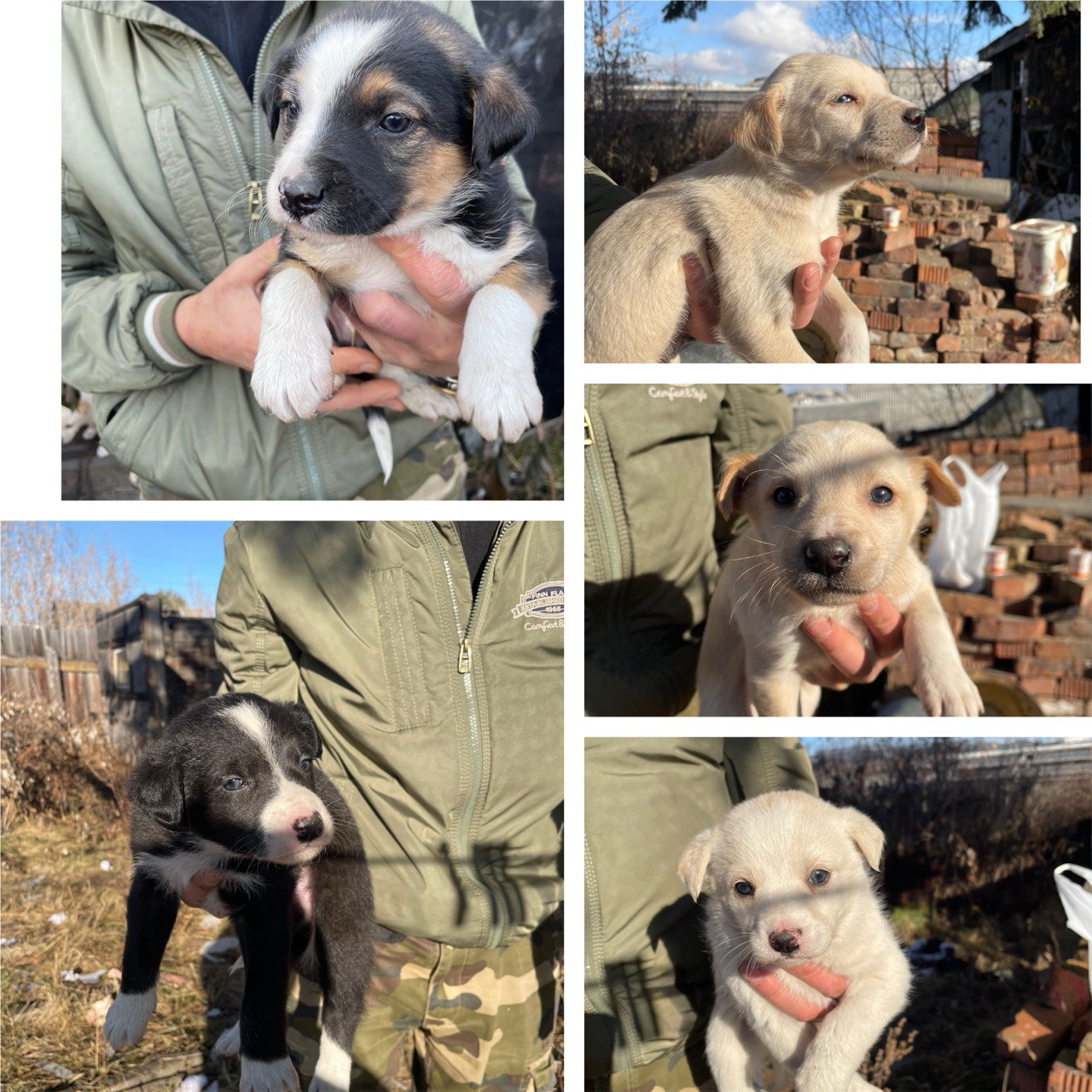 Ребятишки 1 месяц - Животные в Иркутск