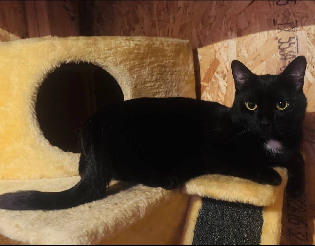 Кот Бумер ищет заботливые руки - Животные в Иркутск