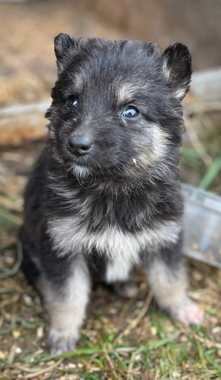Очаровательные малышки в поисках дома - Животные в Иркутск