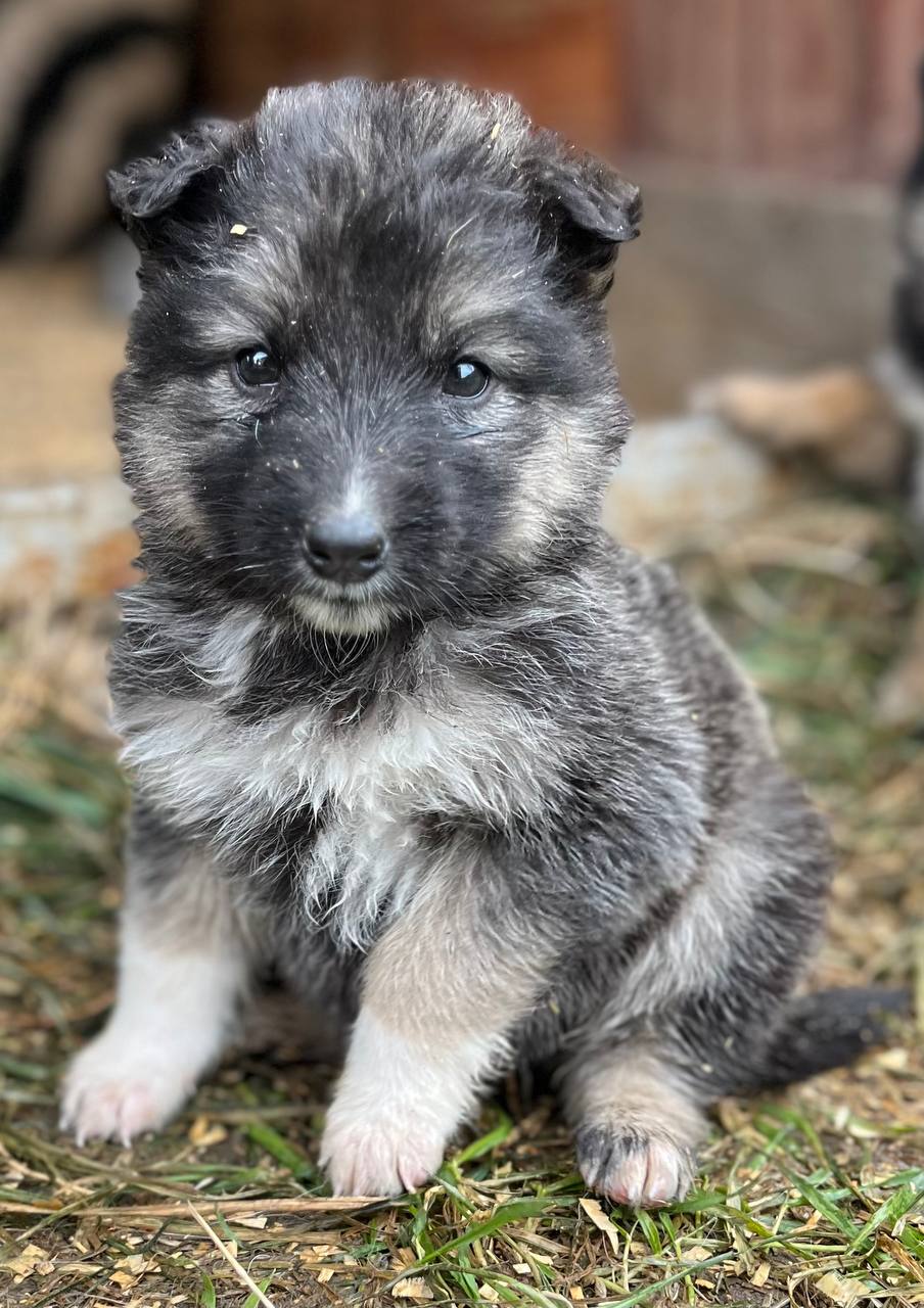 Очаровательные малышки в поисках дома - Животные в Иркутск - фото 2