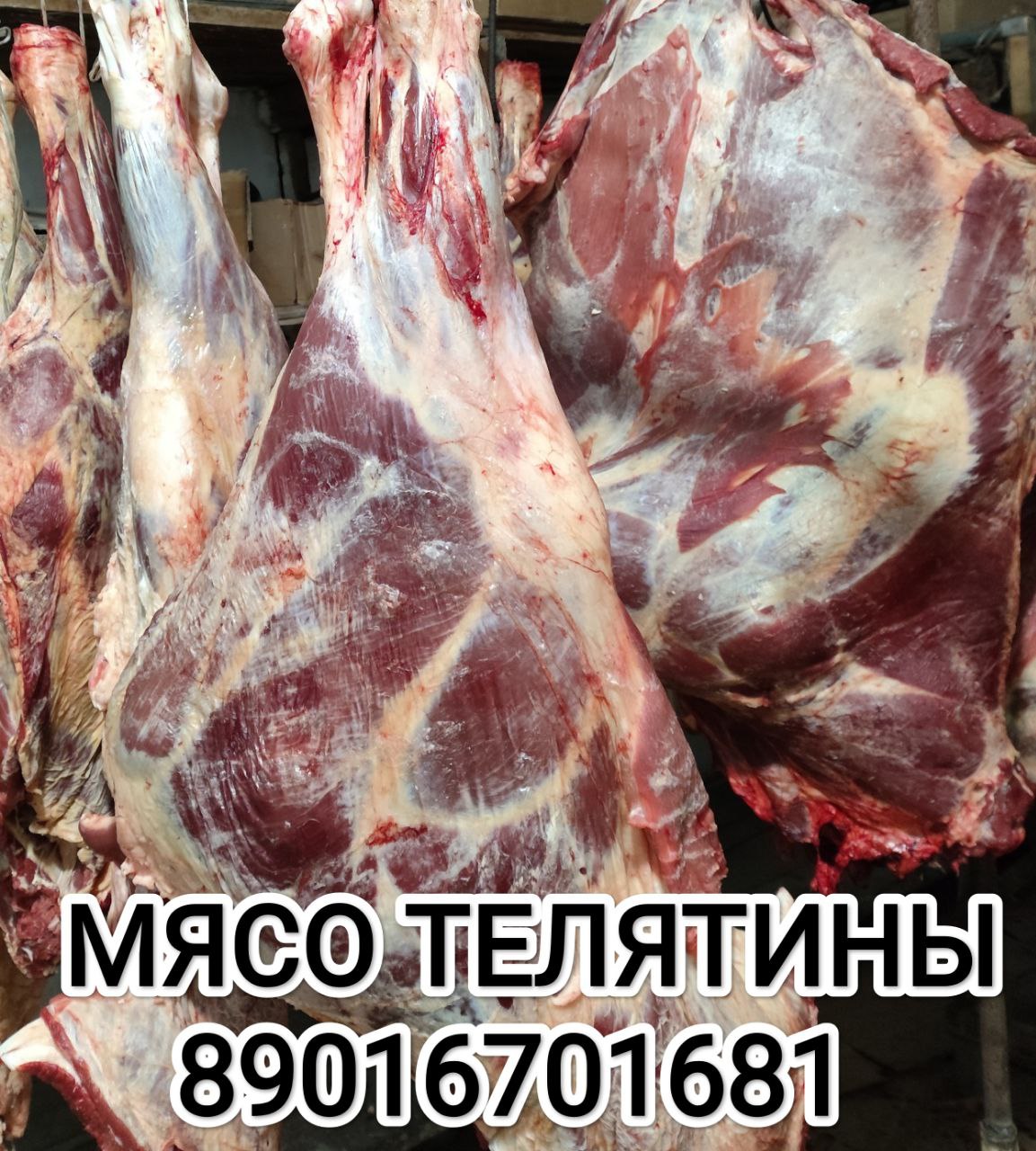 Продажа мяса телятины с домашнего подворья - Животные в Иркутск