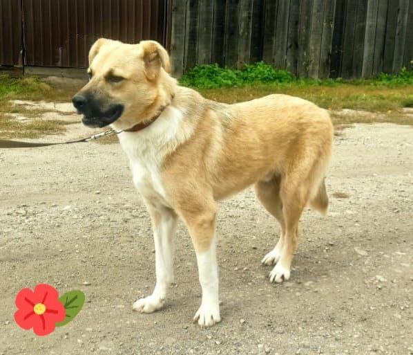 Молоденький красавчик охранник - Животные в Иркутск