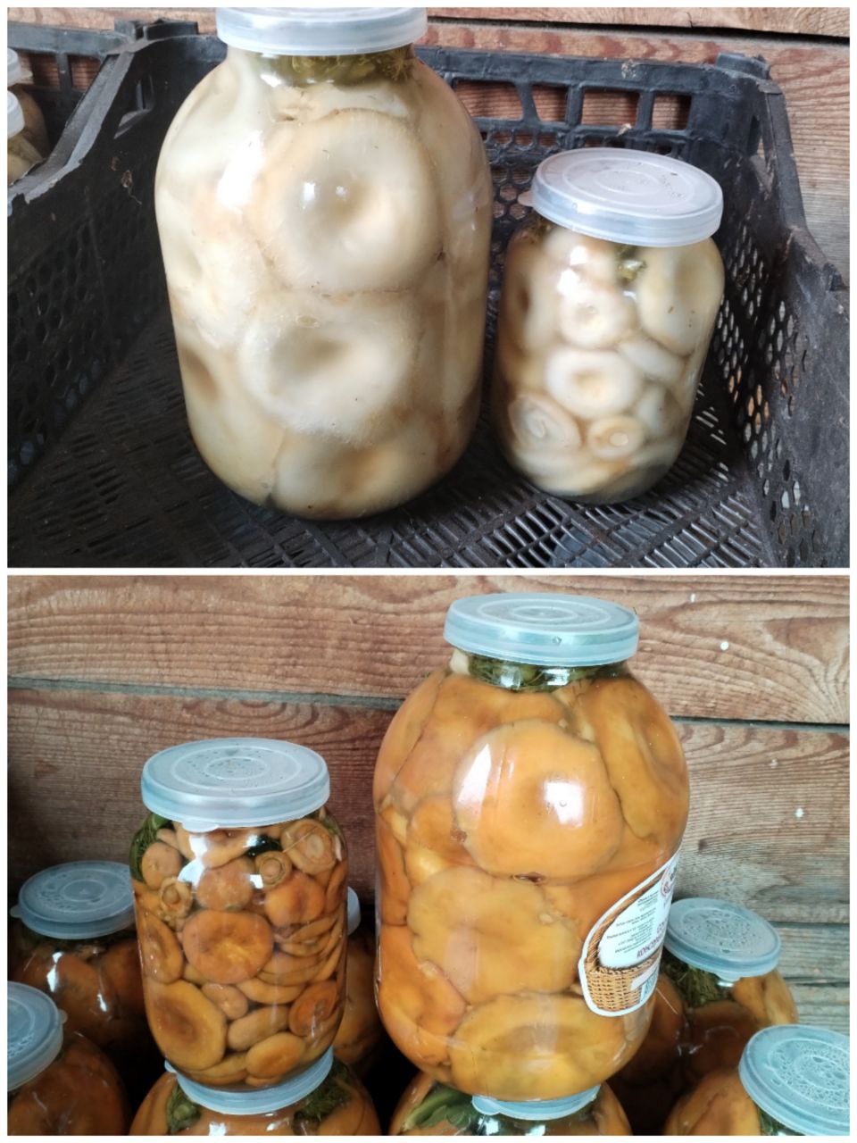 Продажа солёных груздей и рыжиков - Хобби и отдых в Иркутск