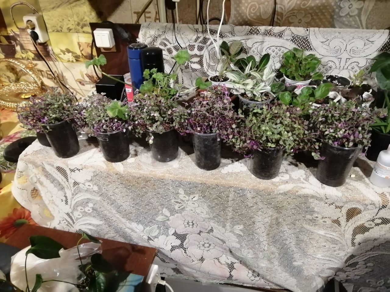 Продажа колизии розовая пантера - Хобби и отдых в Иркутск