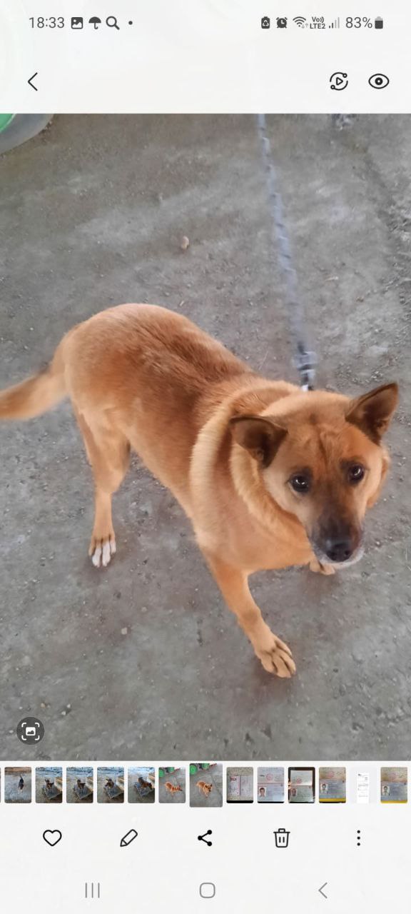 Марта 4 года - Животные в Иркутск