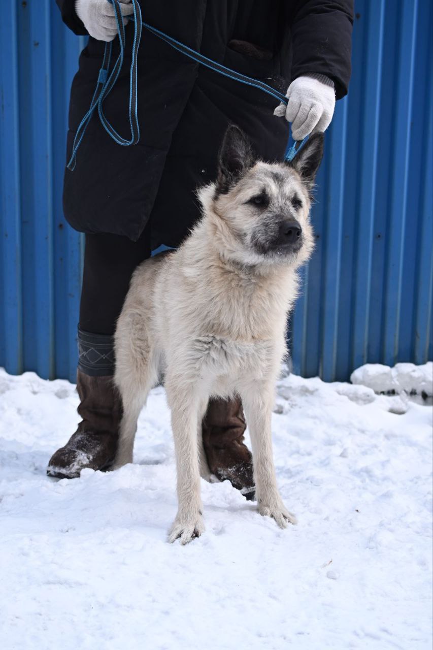 Умная красивая молодая собака - Животные в Иркутск